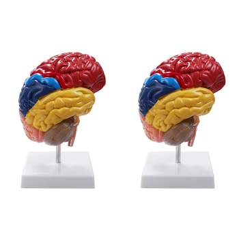 2X Možganska Anatomski Model Anatomija 1:1 Polovico Možganov možganskega debla Poučevanja Lab Dobave